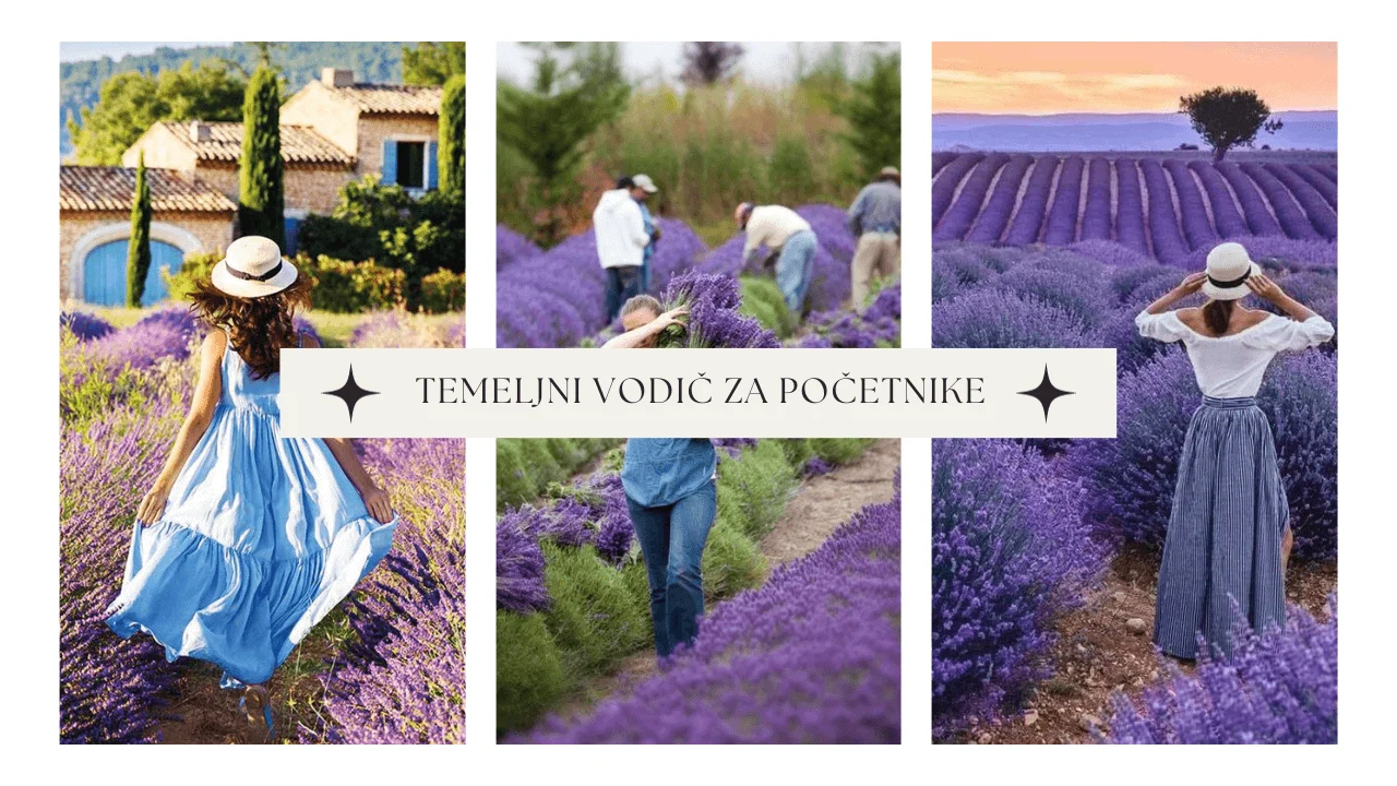 Lavanda: Temeljni Vodič za Početnike