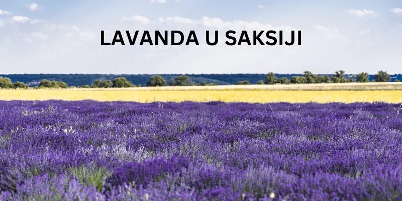 Lavanda u Saksiji: Kako Uspeti u Ovom Mirisnom Poduhvatu