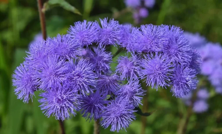 Ageratum Plavi Oblak u Vašem Vrtu