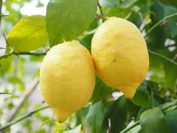 Limun: Osvežavajuća Voćka Puna Vitamina C