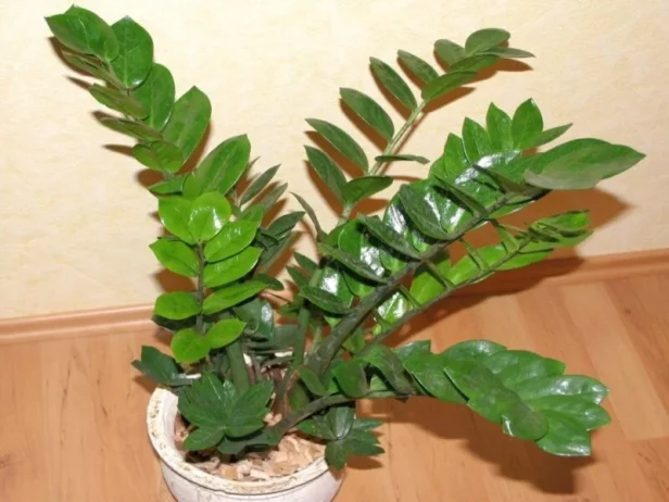 Zamija