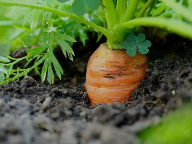 DIY Recepti sa Šargarepom: Prirodna Negovanje Kože
