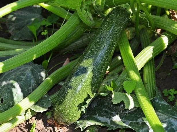 Tikvica