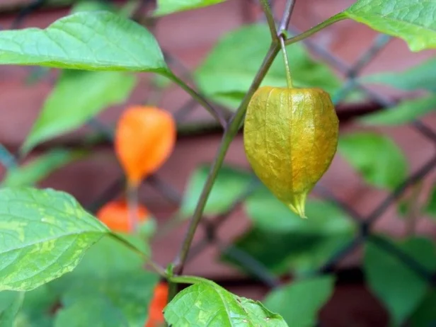 Tomatiljo